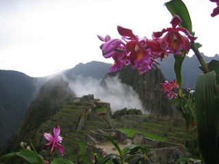 Vanilla bean orchid, Peru